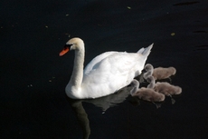 Schwan mit Jungen_2.JPG